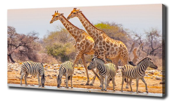 Imprimare tablou canvas Girafe și zebre