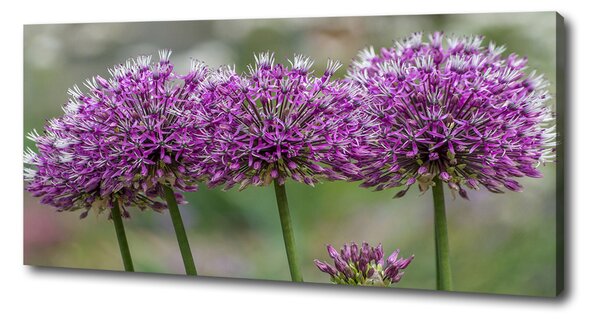 Tablou pe pânză floare de usturoi