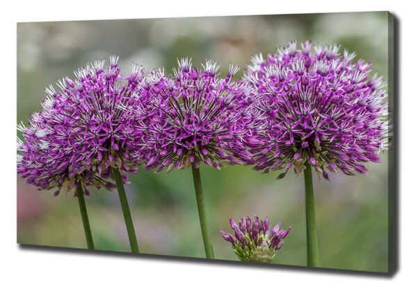 Tablou pe pânză floare de usturoi