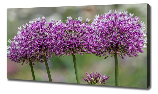 Tablou pe pânză floare de usturoi