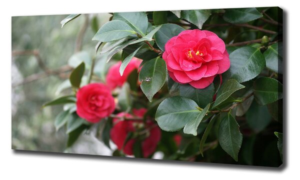 Pictură pe pânză camelia