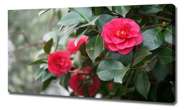 Pictură pe pânză camelia