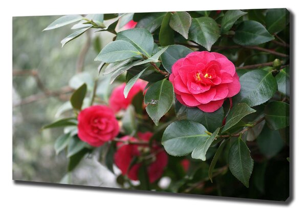 Pictură pe pânză camelia