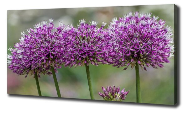 Tablou pe pânză floare de usturoi