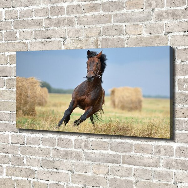 Tablou canvas Un cal în galop