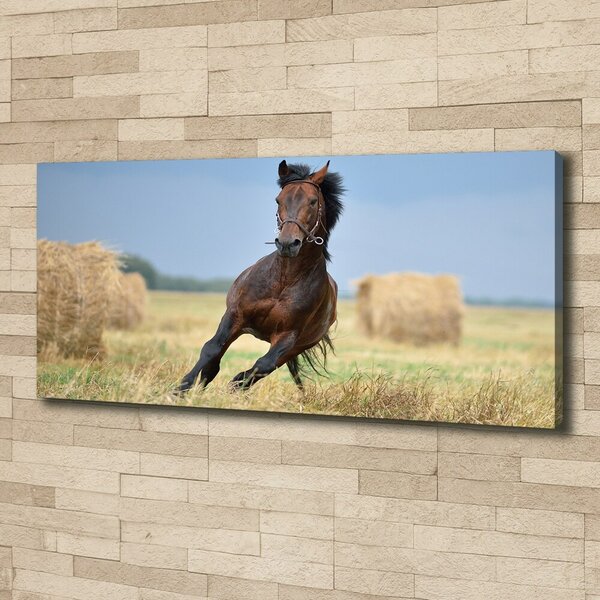 Tablou canvas Un cal în galop