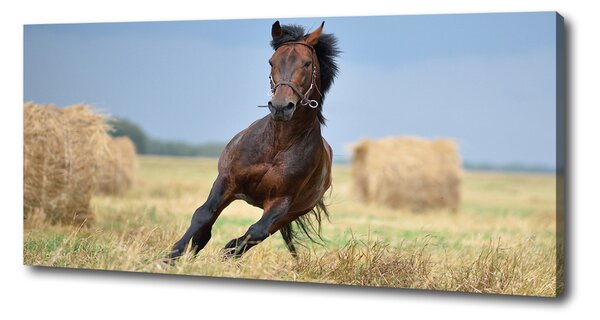 Tablou canvas Un cal în galop