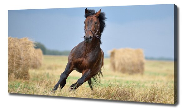 Tablou canvas Un cal în galop