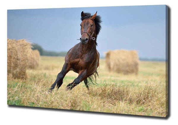 Tablou canvas Un cal în galop