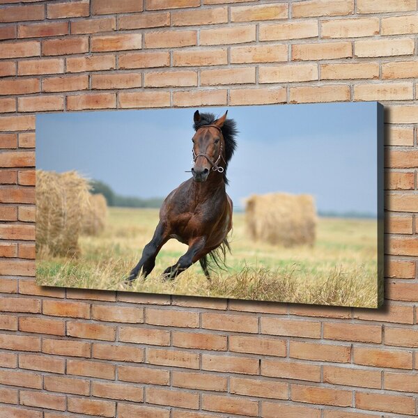 Tablou canvas Un cal în galop
