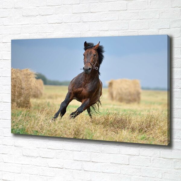 Tablou canvas Un cal în galop