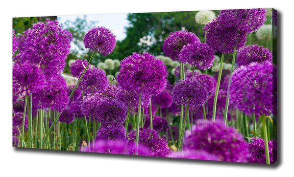 Tablou pe pânză canvas flori de usturoi