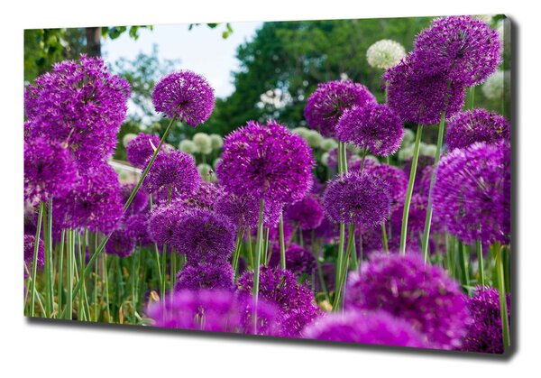 Tablou pe pânză canvas flori de usturoi