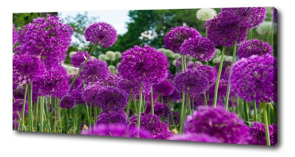 Tablou pe pânză canvas flori de usturoi