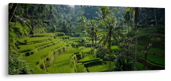 Tablou cu terasele cu orez Tegalalang, Bali (120x50 cm)