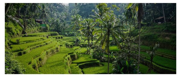 Tablou cu terasele cu orez Tegalalang, Bali (120x50 cm)