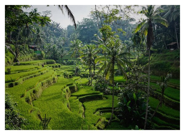 Tablou cu terasele cu orez Tegalalang, Bali (70x50 cm)
