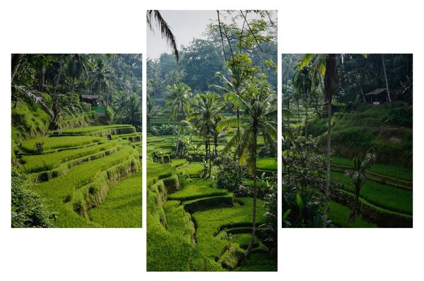 Tablou cu terasele cu orez Tegalalang, Bali (90x60 cm)