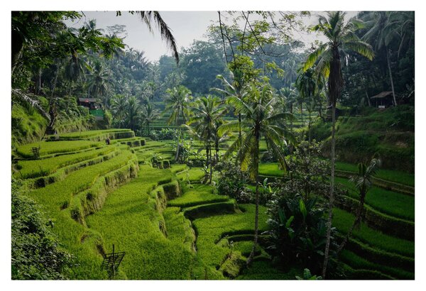 Tablou cu terasele cu orez Tegalalang, Bali (90x60 cm)