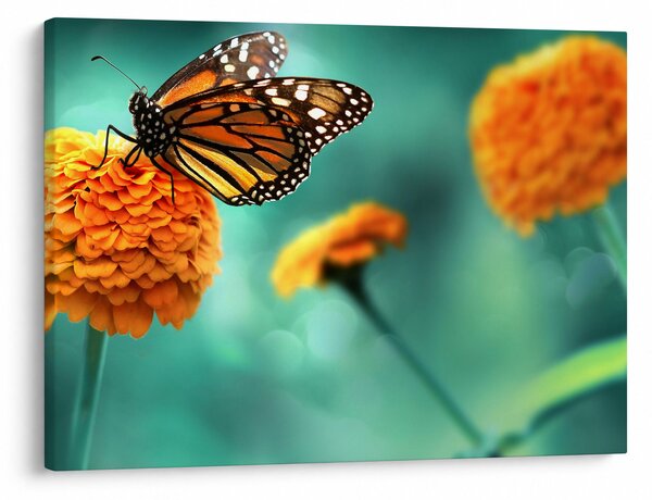 Tablou cu fluture (70x50 cm)