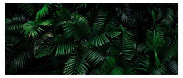 Tablou - Păpădii tropicale (120x50 cm)