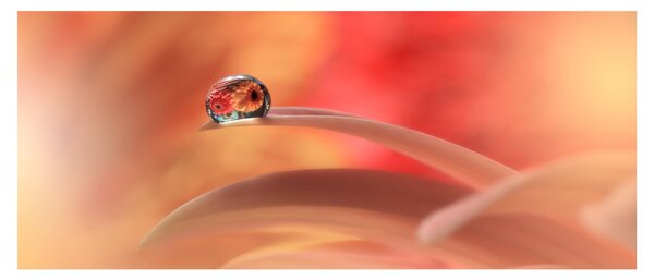 Tablou picăturii de rouă pe floare (120x50 cm)