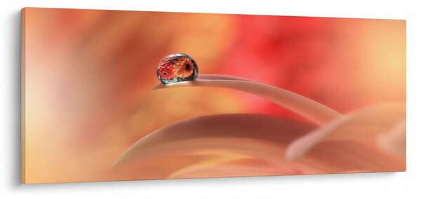 Tablou picăturii de rouă pe floare (120x50 cm)