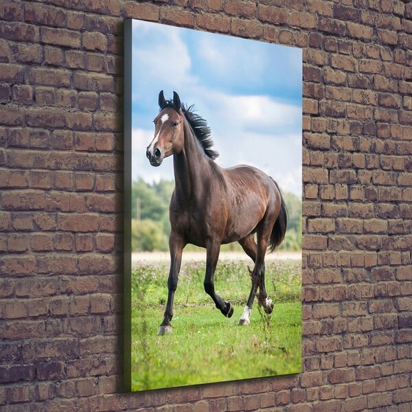 Print pe canvas Cal pe teren