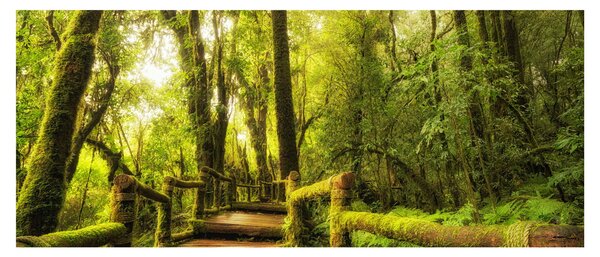 Tablou junglei cu mușchi (120x50 cm)