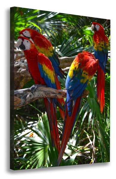 Tablouri tipărite pe pânză papagali Macaws