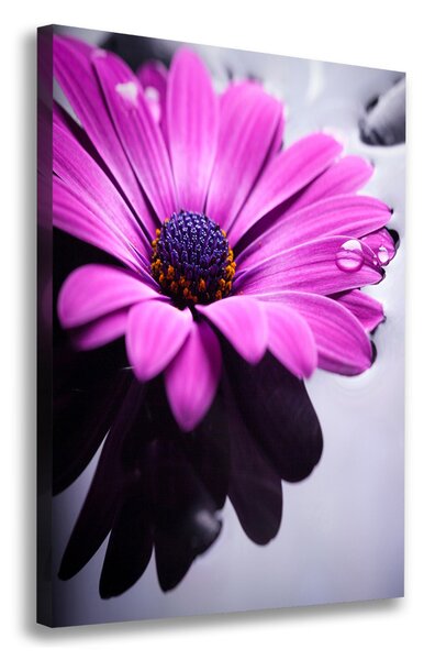 Print pe canvas gerbera roz