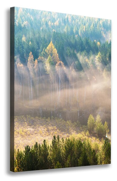 Tablou canvas Ceață peste pădure