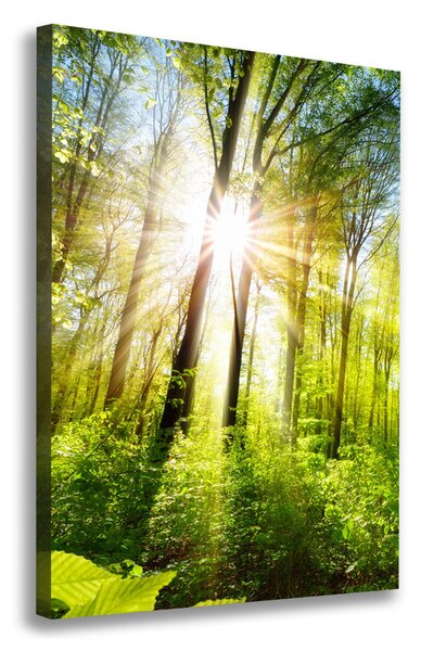 Imprimare tablou canvas Soare în pădure