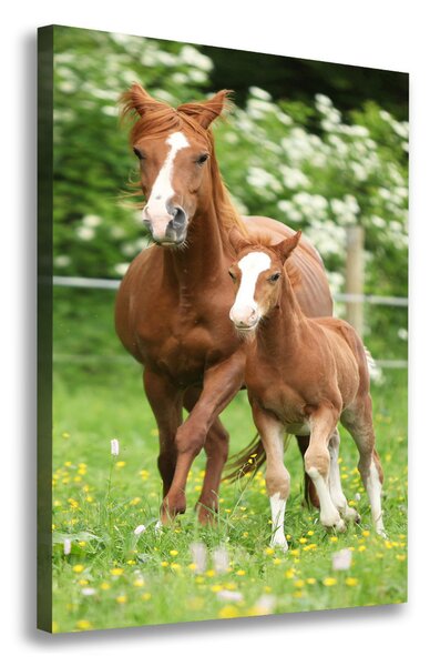 Tablou canvas Mare și mânz