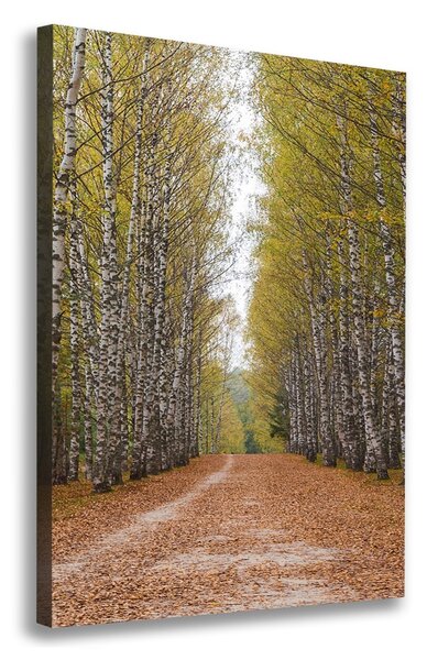 Print pe canvas pădurea de mesteacăn