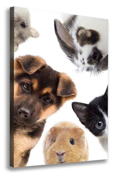 Print pe pânză Animale de companie