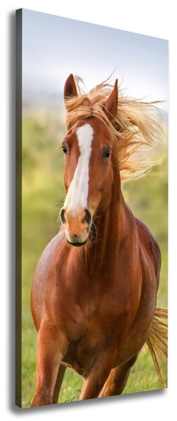 Imprimare tablou canvas Un cal în galop
