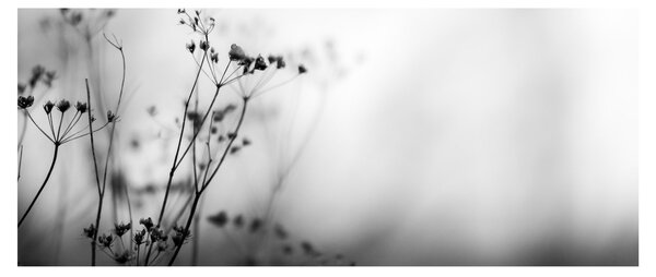 Tablou - Detailu florior de luncă (120x50 cm)