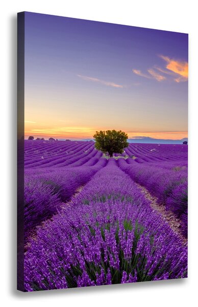Tablou pe pânză canvas câmp de lavandă