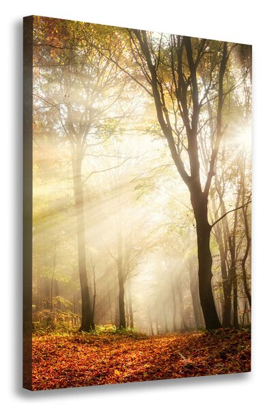 Tablou pe pânză canvas pădure în toamna