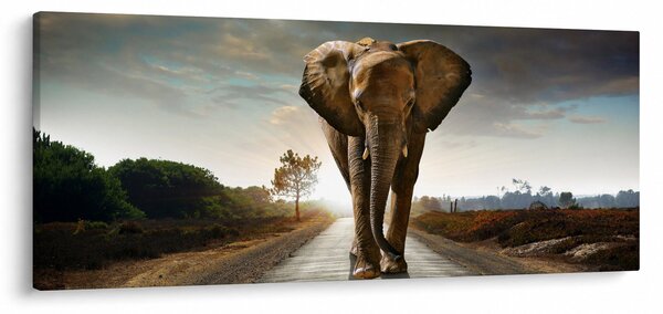 Tablou cu elefant (120x50 cm)