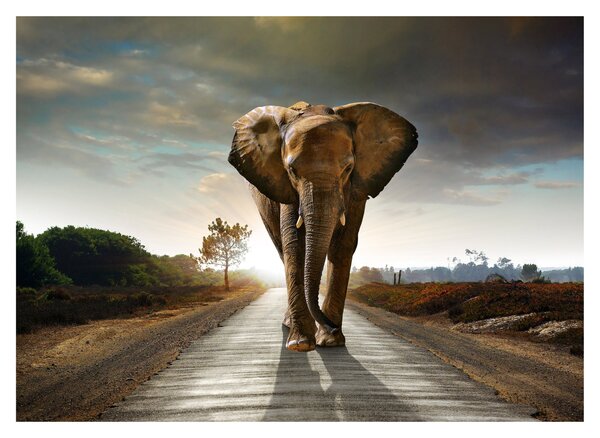 Tablou cu elefant (70x50 cm)