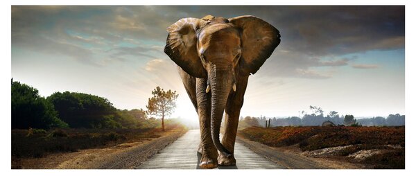 Tablou cu elefant (120x50 cm)