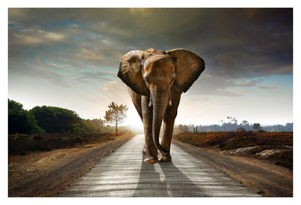 Tablou cu elefant (90x60 cm)