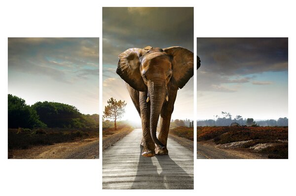 Tablou cu elefant (90x60 cm)