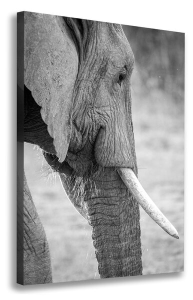 Imprimare tablou canvas elefant