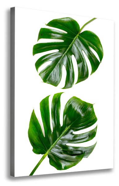Imprimare tablou canvas Monstera