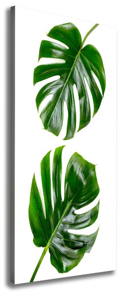 Imprimare tablou canvas Monstera