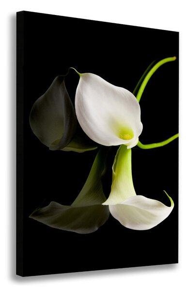 Tablou pe pânză canvas calla alb