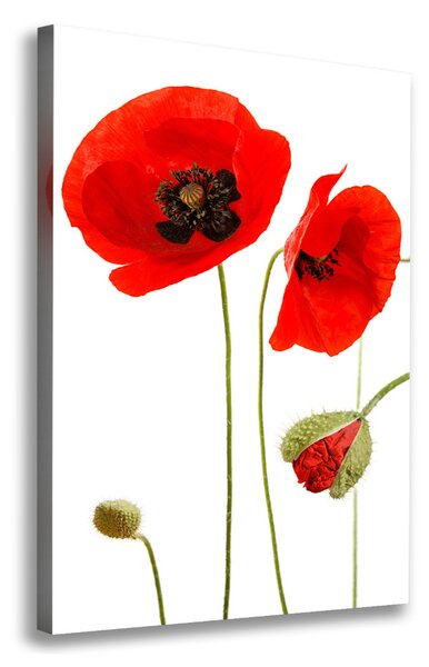 Print pe canvas wildflowers maci